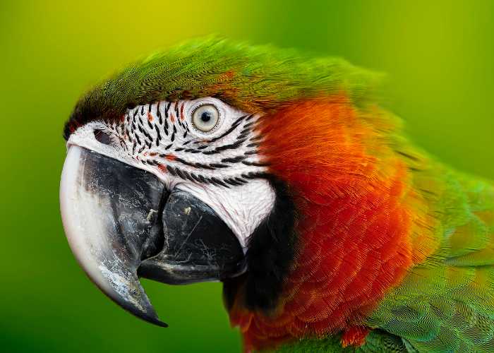 A viagem para aproveitar a Amazônia deve ter no mínimo 5 dias, porque a região é bem extensa e, dependendo da época, ainda conta com diversos festivais.