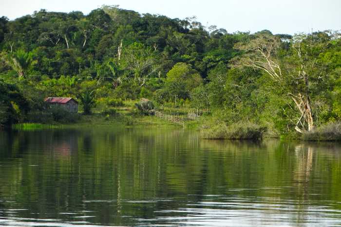 A Amazônia é lar de diversos animais muito perigosos, seja na terra ou na água devido a seus peixes